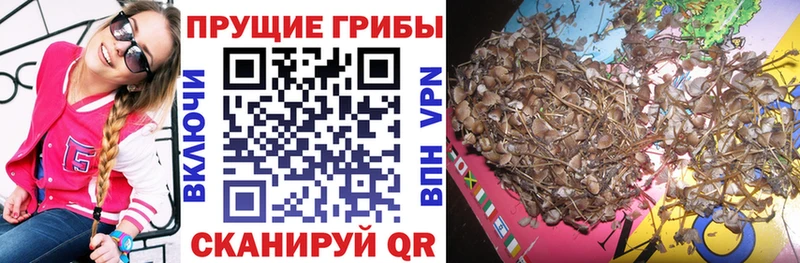 Купить  Вышний Волочёк  Псилоцибиновые грибы мухоморы 