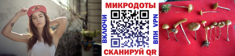 Псилоцибиновые грибы Psilocybine cubensis Вышний Волочёк